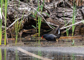 Wild chick in danube delta