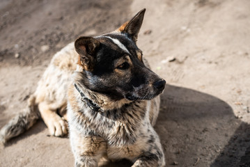 Cute dog with a gaze lying on the ground.