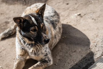 Cute dog with a gaze lying on the ground.