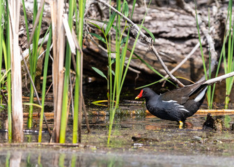 Wild chick in danube delta
