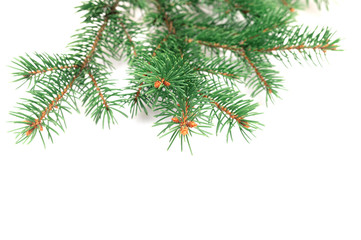 X-mas fir tree branch isolated on white background. Pine branch. Christmas background