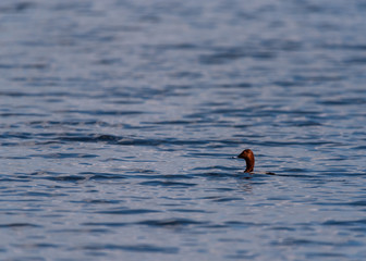 wild duck in whater with negative space 