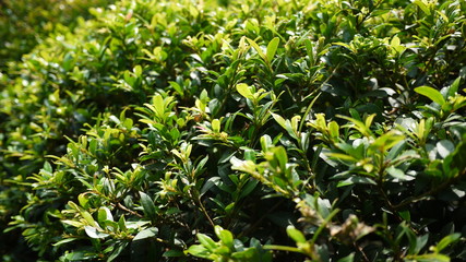 Freshly blooming leaves in spring and summer