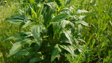 Freshly blooming leaves in spring and summer