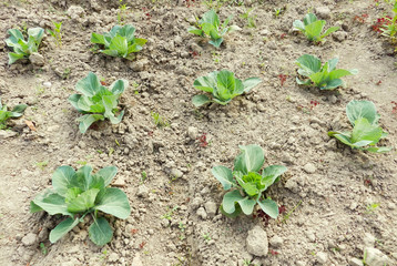 Young cabbage with big green leaves growing in the garden field soil. Fresh big head of cabbage. Close up of green mellow cabbage ready to harvest.  