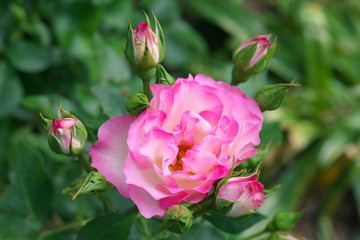 Tokyo,Japan-May 17, 2019: Strawberry ice rose or DELbard rose or DELcoussi rose or Bordure Rose