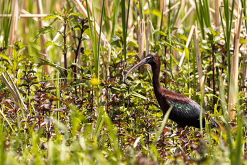 bird in the grass