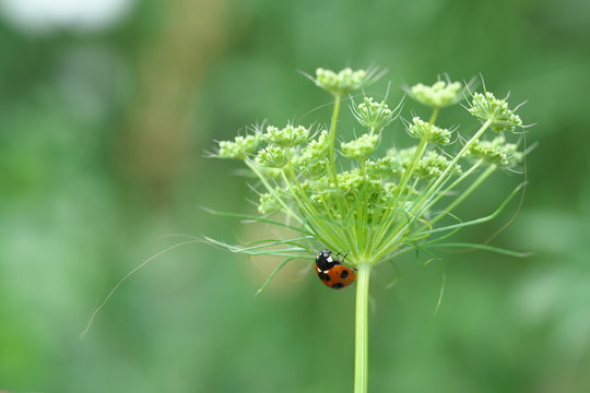 Ammi Majus Images – Browse 257 Stock Photos, Vectors, and Video