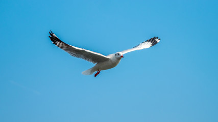 Seagull flying