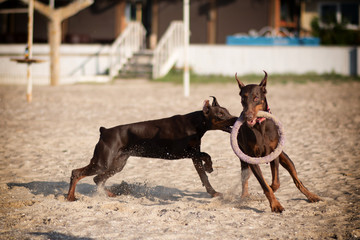 Doberman dog best frend puppy 