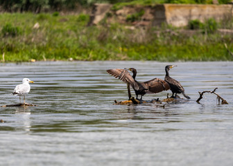 Cormorans in the wild