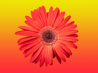 red flower isolated on gradient red and yellow background