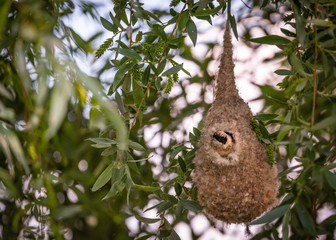 Bird in it's nest