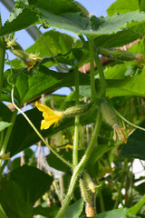 Many small cucumbers