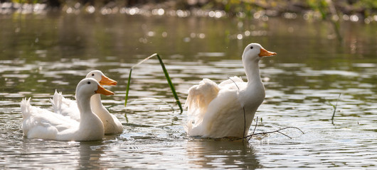 Common duck