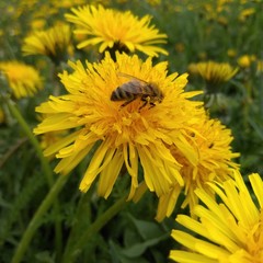 bee on dandelion
