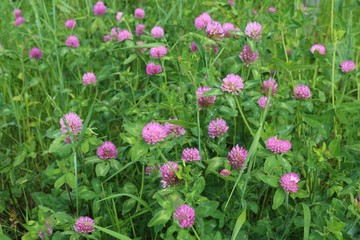 風景　アカツメクサ　思川　野原　杤木