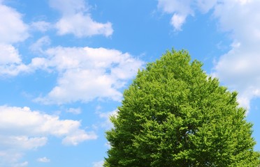 風景　緑　空　雲　春　杤木