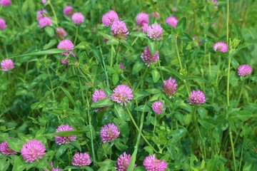 風景　アカツメクサ　思川　野原　杤木