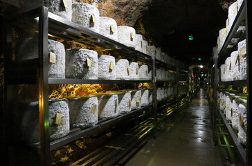 Cheddar cheese maturing in cave