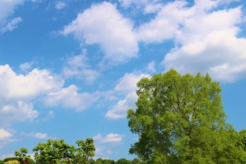 Fototapeta na wymiar 風景　緑　空　雲　春　杤木