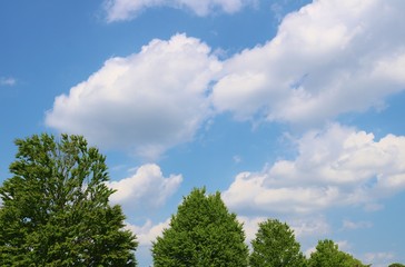 Obraz premium 風景 緑 空 雲 春 杤木