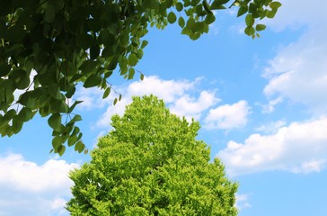 風景　空　緑　公園　杤木