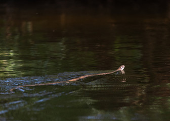 Small snake in the water 
