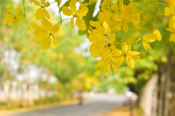The flower of spring, fresh flower close-up on the roadside