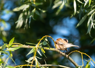 chaffinch on a branch