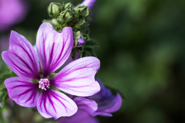Malva sylvestris flowers. Purple flower background in grass