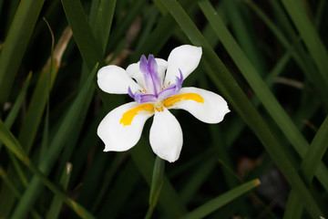 Fototapeta premium Wild white Iris Flower