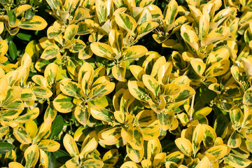 green and yellow leaf background