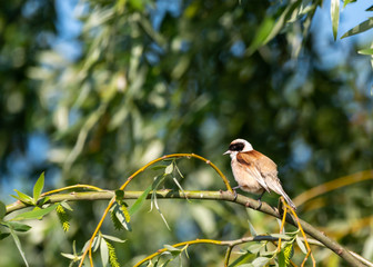 chaffinch on a branch