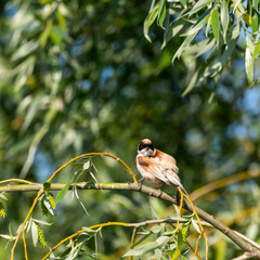chaffinch on a branch