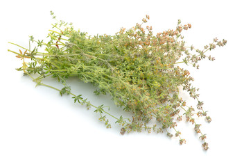Galium humifusum or spreading bedstraw isolated on white