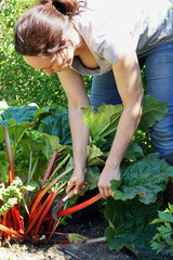 Woman at gardening in the garden is harvesting rhubarb on a sunny summer day