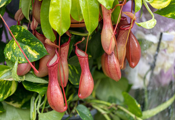 Nepenthes also known as tropical pitcher plants