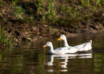 Ducks on deltadunarii 