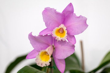 Obraz na płótnie Canvas Close up of beauty pink orchid flower