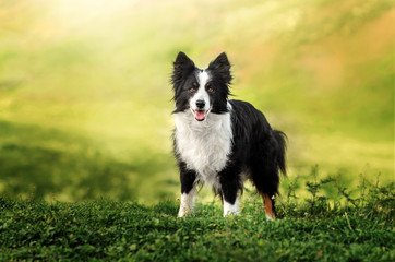 border collie dog spring portrait walking in green fields - obrazy, fototapety, plakaty
