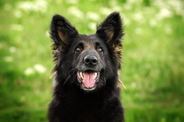 german shepherd dog beautiful portrait walk in the spring garden green grass and flowers