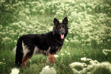 german shepherd dog beautiful portrait walk in the spring garden green grass and flowers