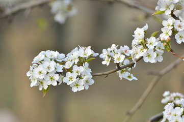 Obraz premium Pear flower in full bloom in spring