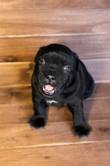 Staffordshire Bull Terrier puppy dog puppy