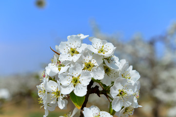 Pear flower in full bloom in spring