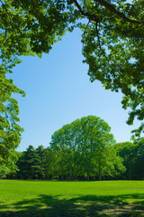 Park tree in the morning