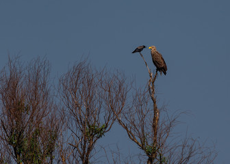 White tail eagle in a meeting with a crawq