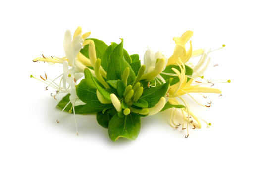 Lonicera japonica, known as Japanese honeysuckle and golden-and-silver honeysuckle. Isolated on white
