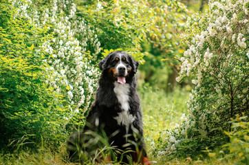 Naklejka na ściany i meble bernese mountain dog beautiful spring park green background flowers cute portrait